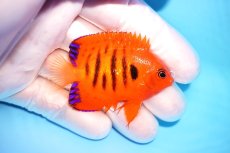 画像2: 【決算セール10％OFFクーポン対象個体】 【海水魚・ヤッコ】【通販】人工飼料OK♪【クリスマス島産】フレームエンゼル（SMサイズ）(個体販売）（±6cm）No.8（生体）(海水魚) (2)