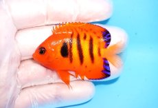 画像1: 【決算セール10％OFFクーポン対象個体】 【海水魚・ヤッコ】【通販】人工飼料OK♪【クリスマス島産】フレームエンゼル（SMサイズ）(個体販売）（±6cm）No.9（生体）(海水魚) (1)