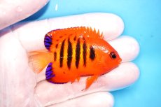 画像2: 【決算セール10％オフクーポン対象商品【海水魚・ヤッコ】【通販】状態良好♪【クリスマス島産】フレームエンゼル（SMサイズ）(個体販売）（±6cm）No.10（生体）(海水魚) (2)