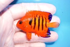 画像1: 【決算セール10％OFFクーポン対象個体】 【海水魚・ヤッコ】【通販】人工飼料OK♪【クリスマス島産】フレームエンゼル（SMサイズ）(個体販売）（±6cm）No.13（生体）(海水魚) (1)