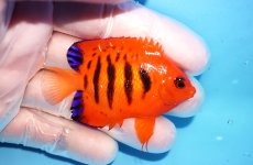 画像2: 【決算セール10％OFFクーポン対象個体】 【海水魚・ヤッコ】【通販】人工飼料OK♪【クリスマス島産】フレームエンゼル（SMサイズ）(個体販売）（±6cm）No.13（生体）(海水魚) (2)