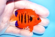 画像2: 【決算セール10％OFFクーポン対象個体】 【海水魚・ヤッコ】【通販】人工飼料OK♪【クリスマス島産】フレームエンゼル（SMサイズ）(個体販売）（±6cm）No.14（生体）(海水魚) (2)