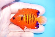 画像1: 【決算セール10％OFFクーポン対象個体】 【海水魚・ヤッコ】【通販】人工飼料OK♪【クリスマス島産】フレームエンゼル（SMサイズ）(個体販売）（±6.5cm）No.16（生体）(海水魚) (1)