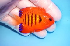 画像2: 【決算セール10％OFFクーポン対象個体】 【海水魚・ヤッコ】【通販】人工飼料OK♪【クリスマス島産】フレームエンゼル（SMサイズ）(個体販売）（±6.5cm）No.16（生体）(海水魚) (2)