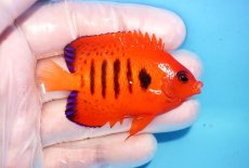 画像2: 【決算セール10％OFFクーポン対象個体】 【海水魚・ヤッコ】【通販】人工飼料OK♪【クリスマス島産】フレームエンゼル（Mサイズ）(個体販売）（±6.5cm）No.17（生体）(海水魚) (2)