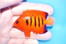 画像1: 【決算セール10％OFFクーポン対象個体】 【海水魚・ヤッコ】【通販】人工飼料OK♪【クリスマス島産】フレームエンゼル（Mサイズ）(個体販売）（±6.5cm）No.19（生体）(海水魚) (1)