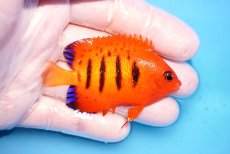 画像2: 【決算セール10％OFFクーポン対象個体】 【海水魚・ヤッコ】【通販】人工飼料OK♪【クリスマス島産】フレームエンゼル（Mサイズ）(個体販売）（±6.5cm）No.19（生体）(海水魚) (2)