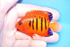 画像1: 【決算セール10％OFFクーポン対象個体】 【海水魚・ヤッコ】【通販】人工飼料OK♪【クリスマス島産】フレームエンゼル（Mサイズ）(個体販売）（±7cm）No.21（生体）(海水魚) (1)