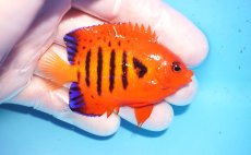 画像2: 【決算セール10％OFFクーポン対象個体】 【海水魚・ヤッコ】【通販】人工飼料OK♪【クリスマス島産】フレームエンゼル（Mサイズ）(個体販売）（±7cm）No.21（生体）(海水魚) (2)