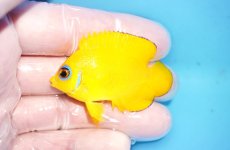 画像1: 【決算セール10％オフクーポン対象商品【海水魚・ヤッコ】【通販】状態良好♪【クリスマス島産】レモンピール（Sサイズ）(個体販売）（±5.5cm）No.1（生体）(海水魚) (1)