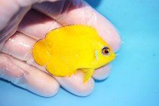 画像2: 【決算セール10％オフクーポン対象商品【海水魚・ヤッコ】【通販】状態良好♪【クリスマス島産】レモンピール（Sサイズ）(個体販売）（±5.5cm）No.1（生体）(海水魚) (2)