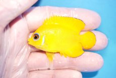 画像1: 【決算セール10％OFFクーポン対象個体】 【海水魚・ヤッコ】【通販】人工飼料OK♪【クリスマス島産】レモンピール（SMサイズ）(個体販売）（±6cm）No.2（生体）(海水魚) (1)