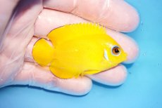 画像2: 【決算セール10％OFFクーポン対象個体】 【海水魚・ヤッコ】【通販】人工飼料OK♪【クリスマス島産】レモンピール（SMサイズ）(個体販売）（±6cm）No.2（生体）(海水魚) (2)