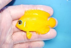 画像1: 【決算セール10％OFFクーポン対象個体】 【海水魚・ヤッコ】【通販】人工飼料OK♪【クリスマス島産】レモンピール（SMサイズ）(個体販売）（±6cm）No.5（生体）(海水魚) (1)