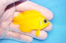 画像2: 【決算セール10％OFFクーポン対象個体】 【海水魚・ヤッコ】【通販】人工飼料OK♪【クリスマス島産】レモンピール（SMサイズ）(個体販売）（±6cm）No.5（生体）(海水魚) (2)