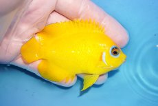 画像2: 【決算セール10％オフクーポン対象商品【海水魚・ヤッコ】【通販】状態良好♪【クリスマス島産】レモンピール（MLサイズ）(個体販売）（±8cm）No.7（生体）(海水魚) (2)