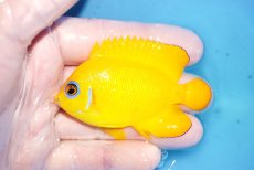 画像1: 【決算セール10％OFFクーポン対象個体】 【海水魚・ヤッコ】【通販】人工飼料OK♪【クリスマス島産】レモンピール（MLサイズ）(個体販売）（±7.5cm）No.8（生体）(海水魚) (1)