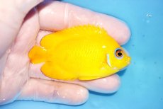 画像2: 【決算セール10％OFFクーポン対象個体】 【海水魚・ヤッコ】【通販】人工飼料OK♪【クリスマス島産】レモンピール（MLサイズ）(個体販売）（±7.5cm）No.8（生体）(海水魚) (2)