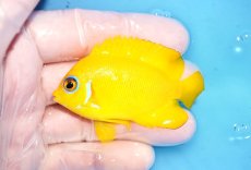 画像1: 【決算セール10％OFFクーポン対象個体】 【海水魚・ヤッコ】【通販】人工飼料OK♪【クリスマス島産】レモンピール（MLサイズ）(個体販売）（±7cm）No.10（生体）(海水魚) (1)