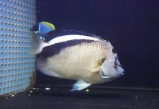 画像3: 【決算セール10％オフクーポン対象商品【海水魚・ヤッコ】【通販】人工飼料OK♪グリフィスエンゼル（XLサイズ）(個体販売）（±18cm）（生体）(海水魚) (3)