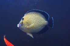 画像1: 【決算セール10％オフクーポン対象商品【海水魚・ヤッコ】【通販】人工飼料OK♪ゴールドフレークエンゼル（MLサイズ）(個体販売）（±12.5cm）No.1（生体）(海水魚) (1)