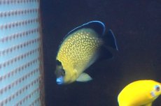 画像2: 【決算セール10％オフクーポン対象商品【海水魚・ヤッコ】【通販】人工飼料OK♪ゴールドフレークエンゼル（Mサイズ）(個体販売）（±9.5cm）No.2（生体）(海水魚) (2)