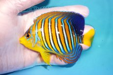 画像1: 【決算セール10％OFFクーポン対象個体】 【海水魚・ヤッコ】【通販】人工飼料OK♪インドニシキヤッコ（Mサイズ）(個体販売）（±11.5cm）No.14（生体）(海水魚) (1)