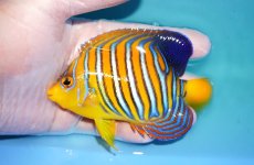 画像1: 【決算セール10％OFFクーポン対象個体】 【海水魚・ヤッコ】【通販】人工飼料OK♪インドニシキヤッコ（Mサイズ）(個体販売）（±11.5cm）No.17（生体）(海水魚) (1)