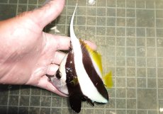 画像1: 【海水魚・チョウチョウオ】【通販】人工飼料OK♪ハタタテダイ（MLサイズ）(個体販売）（±12.5cm）No.1（生体）(海水魚) (1)