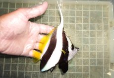 画像2: 【海水魚・チョウチョウオ】【通販】人工飼料OK♪ハタタテダイ（MLサイズ）(個体販売）（±12.5cm）No.1（生体）(海水魚) (2)