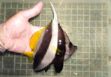 画像2: 【海水魚・チョウチョウオ】【通販】冷凍ブラインOK♪ハタタテダイ（XLサイズ）(個体販売）（±16cm）No.2（生体）(海水魚) (2)