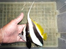 画像1: 【海水魚・チョウチョウオ】【通販】人工飼料OK♪ハタタテダイ（XLサイズ）(個体販売）（±16cm）No.3（生体）(海水魚) (1)