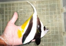 画像2: 【海水魚・チョウチョウオ】【通販】人工飼料OK♪ハタタテダイ（XLサイズ）(個体販売）（±16cm）No.3（生体）(海水魚) (2)