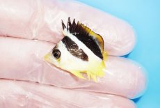 画像1: 【海水魚・チョウチョウウオ】【通販】人工飼料OK♪インディアンバタフライ（XSサイズ）(個体販売）（±3cm）No.1（生体）(海水魚) (1)