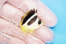 画像2: 【海水魚・チョウチョウウオ】【通販】人工飼料OK♪インディアンバタフライ（XSサイズ）(個体販売）（±3cm）No.1（生体）(海水魚) (2)