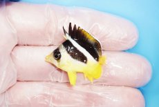 画像1: 【海水魚・チョウチョウウオ】【通販】人工飼料OK♪インディアンバタフライ（XSサイズ）(個体販売）（±3cm）No.2（生体）(海水魚) (1)