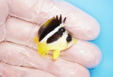 画像2: 【海水魚・チョウチョウウオ】【通販】人工飼料OK♪インディアンバタフライ（XSサイズ）(個体販売）（±3cm）No.2（生体）(海水魚) (2)