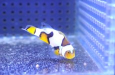 画像1: 【海水魚・クマノミ】【通販】人工飼料OK♪【国産ブリード】ブラックピカソクラウン（Sグレード）(個体販売）（±4cm）No.5（生体）(海水魚) (1)