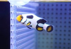 画像1: 【ウィンターセール10％オフ対象】【海水魚・クマノミ】【通販】人工飼料OK♪ブラックピカソクラウンフィッシュ（M）(個体販売）（±4.5cm）No.2（生体）(海水魚) (1)