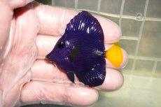 画像1: 【海水魚・ハギ】【通販】人工飼料OK！パープルタン（Sサイズ）(個体販売）（±5.5cm）No.1（生体）(海水魚) (1)