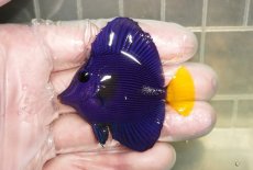 画像1: 【海水魚・ハギ】【通販】人工飼料OK！パープルタン（Sサイズ）(個体販売）（±6cm）No.3（生体）(海水魚) (1)