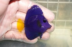 画像2: 【海水魚・ハギ】【通販】人工飼料OK！パープルタン（Sサイズ）(個体販売）（±6cm）No.3（生体）(海水魚) (2)