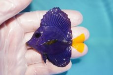 画像1: 【海水魚・ハギ】【通販】人工飼料OK♪パープルタン（SMサイズ）(個体販売）（±6.5cm）No.2（生体）(海水魚) (1)