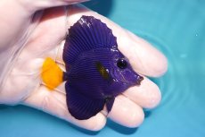 画像2: 【海水魚・ハギ】【通販】人工飼料OK♪パープルタン（SMサイズ）(個体販売）（±6.5cm）No.2（生体）(海水魚) (2)