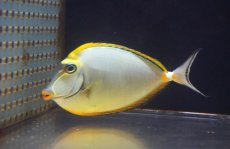 画像1: 【決算セール10％OFFクーポン対象個体】 【海水魚・ハギ】【通販】人工飼料OK♪【インド洋産】ミヤコテングハギ（MLサイズ）(個体販売）（±14cm）（生体）(海水魚) (1)