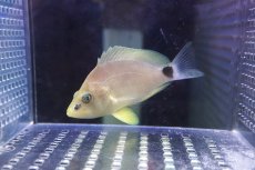 画像1: 【海水魚・ハタ】【通販】人工飼料OK♪バターハムレット【カリブ産】(個体販売）（±8.5cm）（生体）(海水魚) (1)