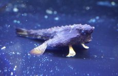 画像2: 【決算セール10％OFFクーポン対象個体】【海水魚】【通販】活エビ食べてます♪ウォーキングバットフィッシュ(個体販売）（±7cm）（生体）(海水魚) (2)