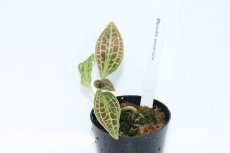 画像1: 【水草】No2 ジュエルオーキッド マコデス サンデリアーナ【個体販売】(観葉植物) (1)