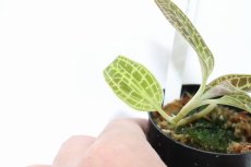 画像4: 【水草】No2 ジュエルオーキッド マコデス サンデリアーナ【個体販売】(観葉植物) (4)