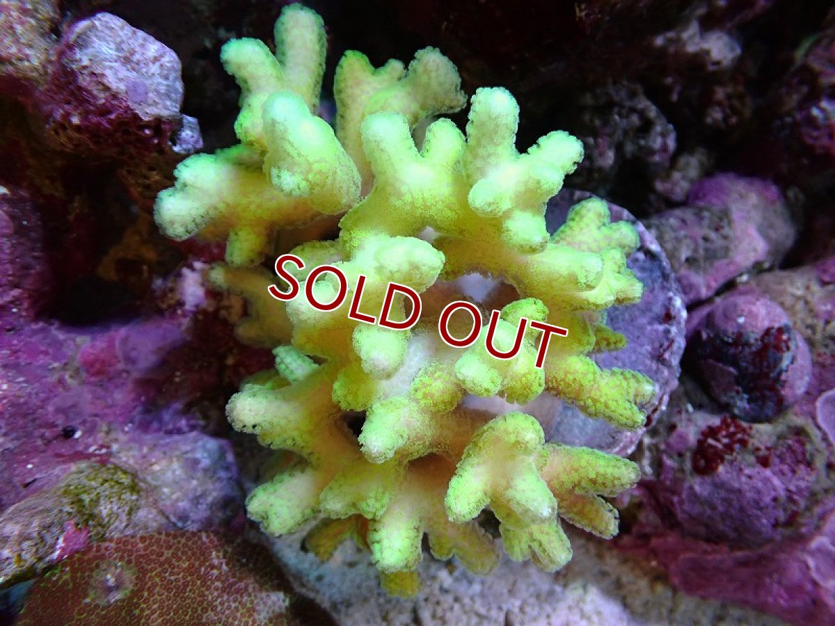 画像1: 【サンゴ】【通販】ブリード フトトゲサンゴ（Green Polyp)（個体販売）（±10ｃｍ）No.1（生体）（サンゴ） (1)